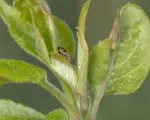 Summer apple psyllid