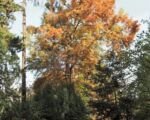 Sumpfzypresse (Taxodium ‘Distichum’)