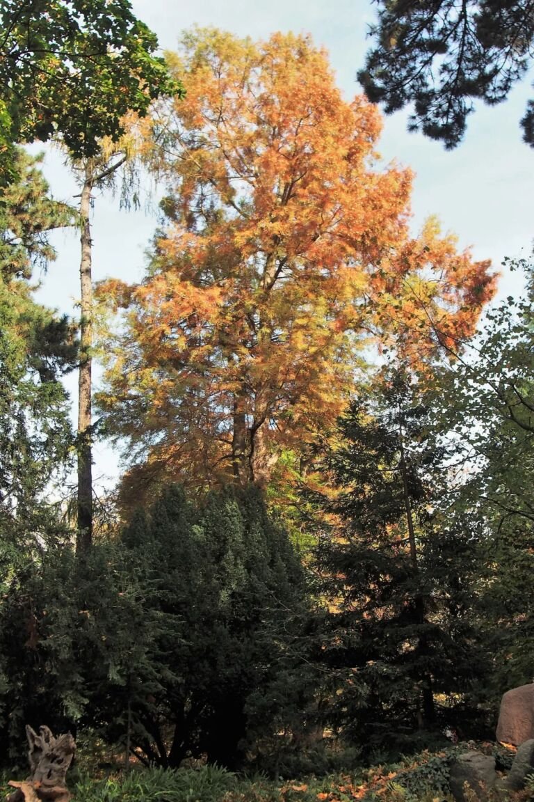Taxodium 'Distichum'