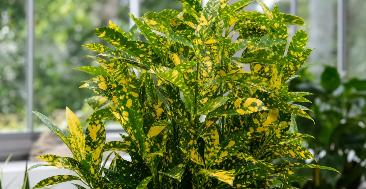 Codiaeum variegatum 'Sunny Star' – plant photo