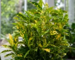 Sunny Star (Codiaeum variegatum ‘Sunny Star’)