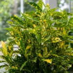 Sunny Star (Codiaeum variegatum ‘Sunny Star’) (Codiaeum variegatum 'Sunny Star')