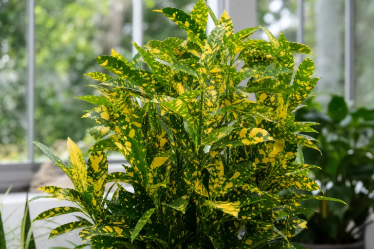 Codiaeum variegatum 'Sunny Star'