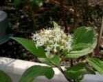 Svíb biely ‘Sibirica’ (Cornus alba ‘Sibirica’)