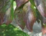 Svíb floridský (Cornus florida) – pestovanie a starostlivosť