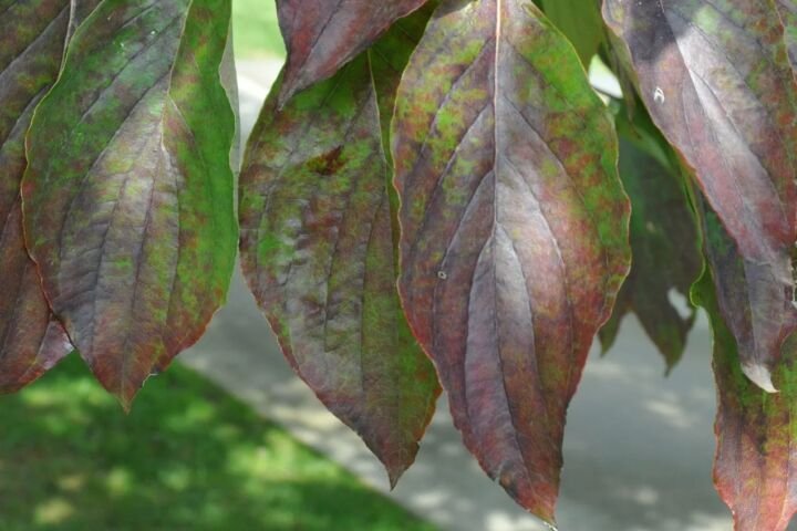 Cornus florida