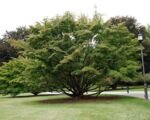 Svíb japonský (Cornus kousa) – pestovanie a starostlivosť