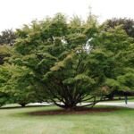 svíb japonský (Cornus kousa) – fotografia rastliny