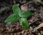 Svíb krvavý (Cornus sanguinea) – pestovanie a starostlivosť