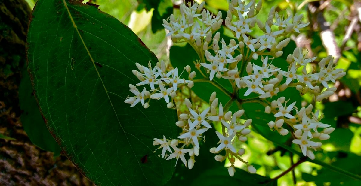 svíb močiarny (Cornus amomum) – fotografia rastliny