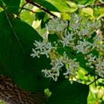 svíb močiarny (Cornus amomum) – fotografia rastliny