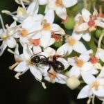 svíb výbežkatý (Cornus sericea) – fotografia rastliny