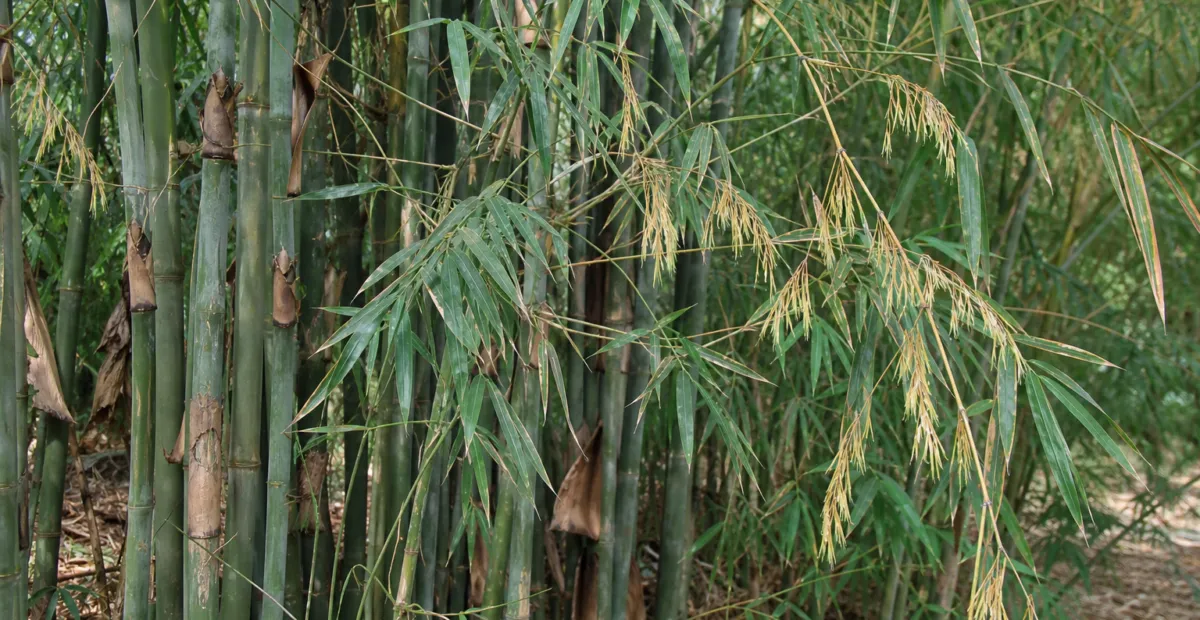 sweet bamboo (Dendrocalamus latiflorus) – plant photo