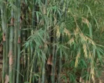Sweet bamboo (Dendrocalamus latiflorus) care guide
