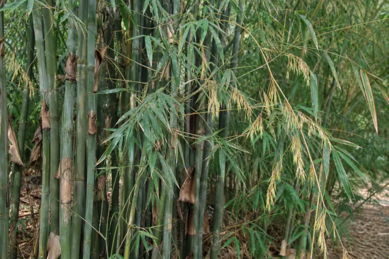 Dendrocalamus latiflorus