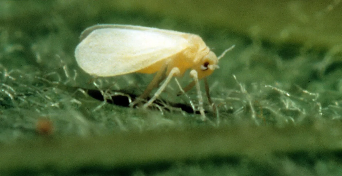 Sweetpotato whitefly