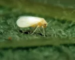 Sweetpotato whitefly
