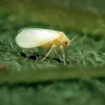 Sweetpotato whitefly