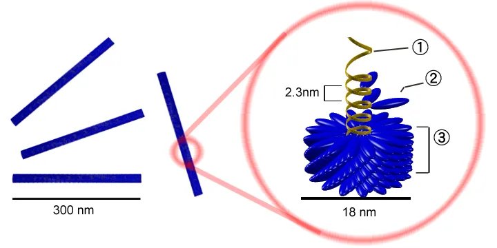 Tabakmosaikvirus – Diagnosefoto