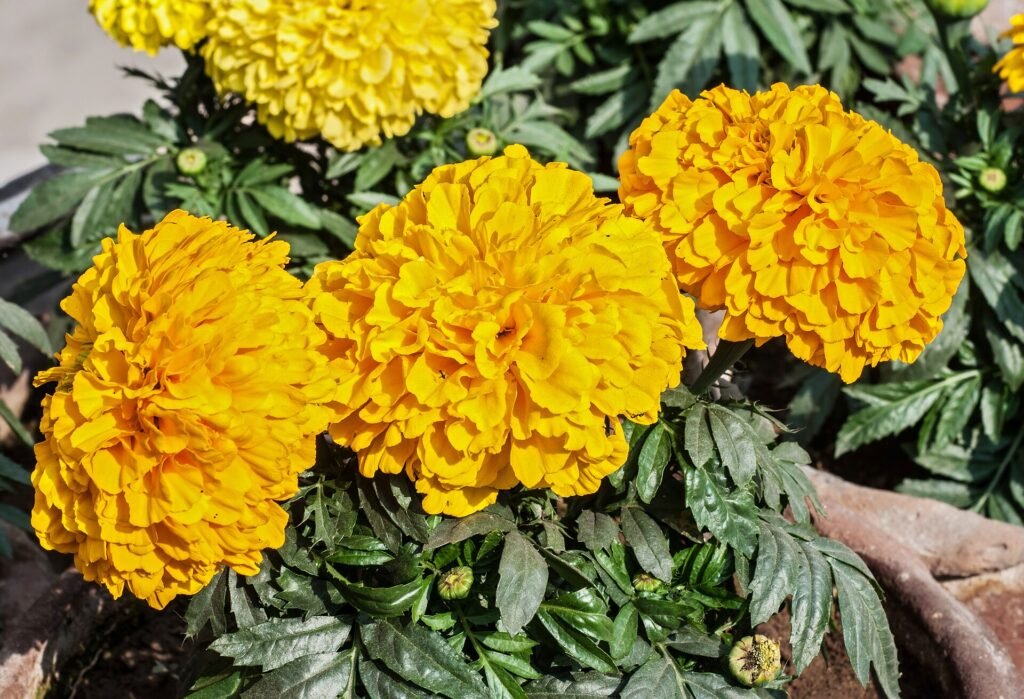 Tagetes (Tagetes erecta) – characteristic appearance, plant photo