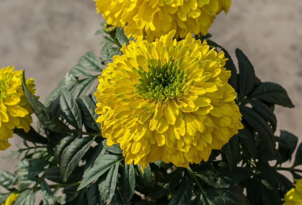Tagetes (Tagetes erecta) – flowers in close-up, plant photo