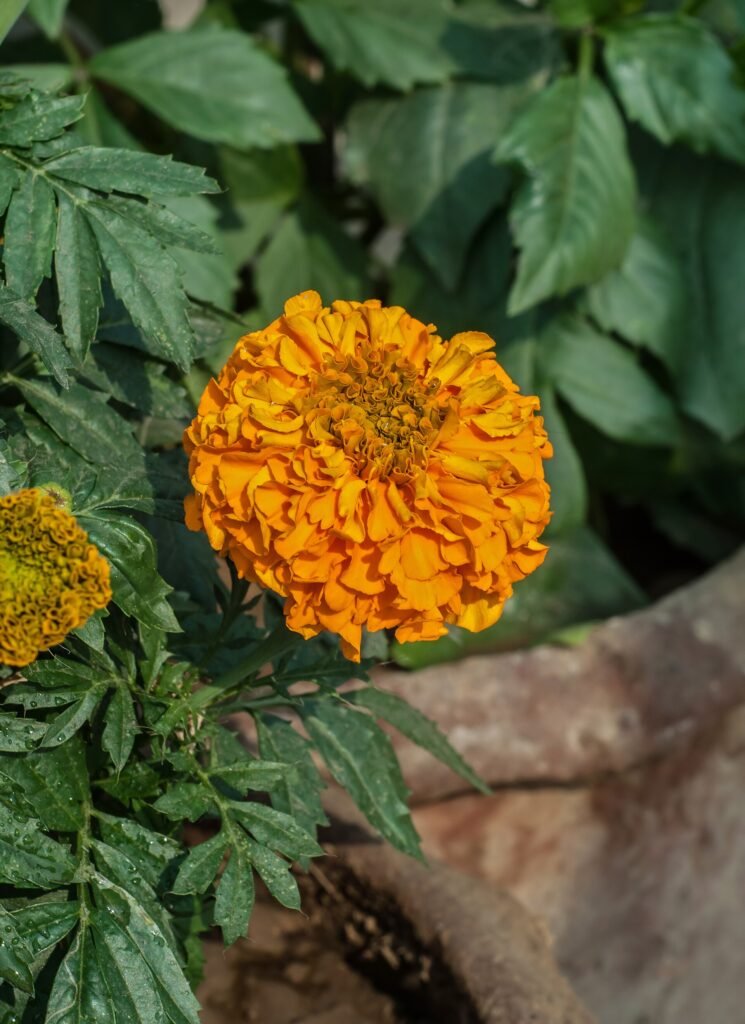 Tagetes (Tagetes erecta) – flowers in close-up, plant photo