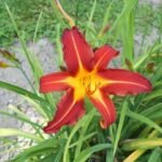 Taglilie (Hemerocallis 'Autumn Red') – Pflanzenfoto