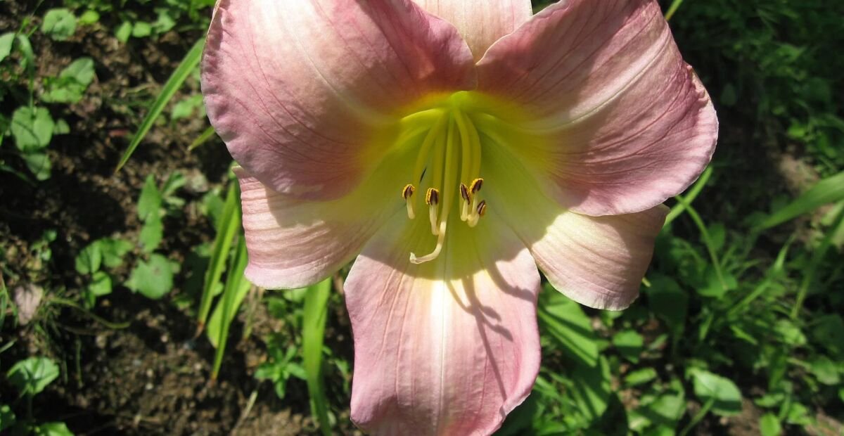 Taglilie (Hemerocallis 'Catherine Woodbury') – Pflanzenfoto