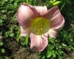 Taglilie (Hemerocallis ‘Catherine Woodbury’)
