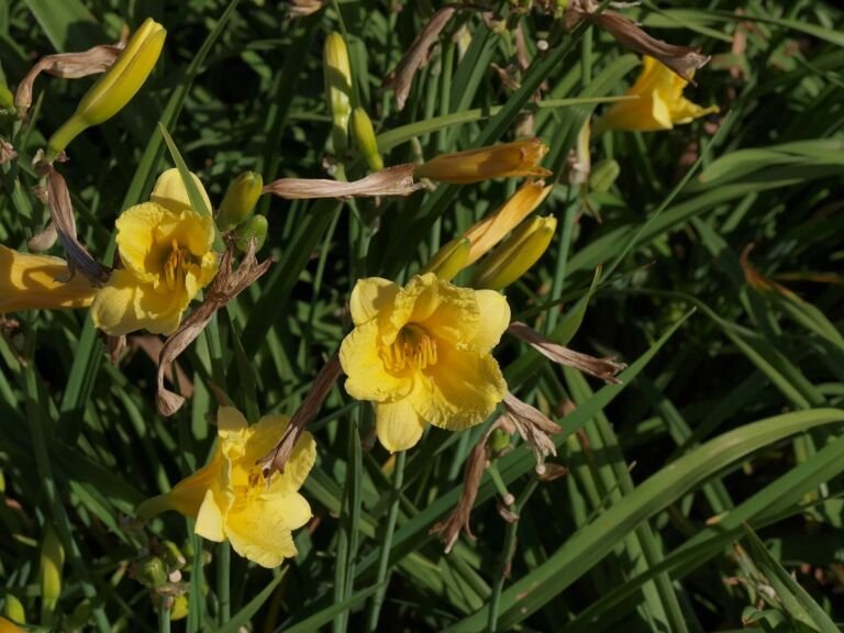 Hemerocallis stella 'de Oro'