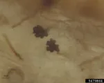 Take-All Root Rot