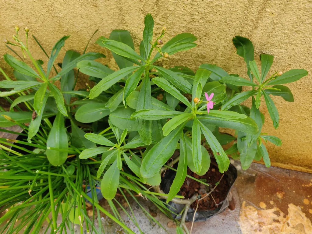 Talinum fruticosum – plant photo