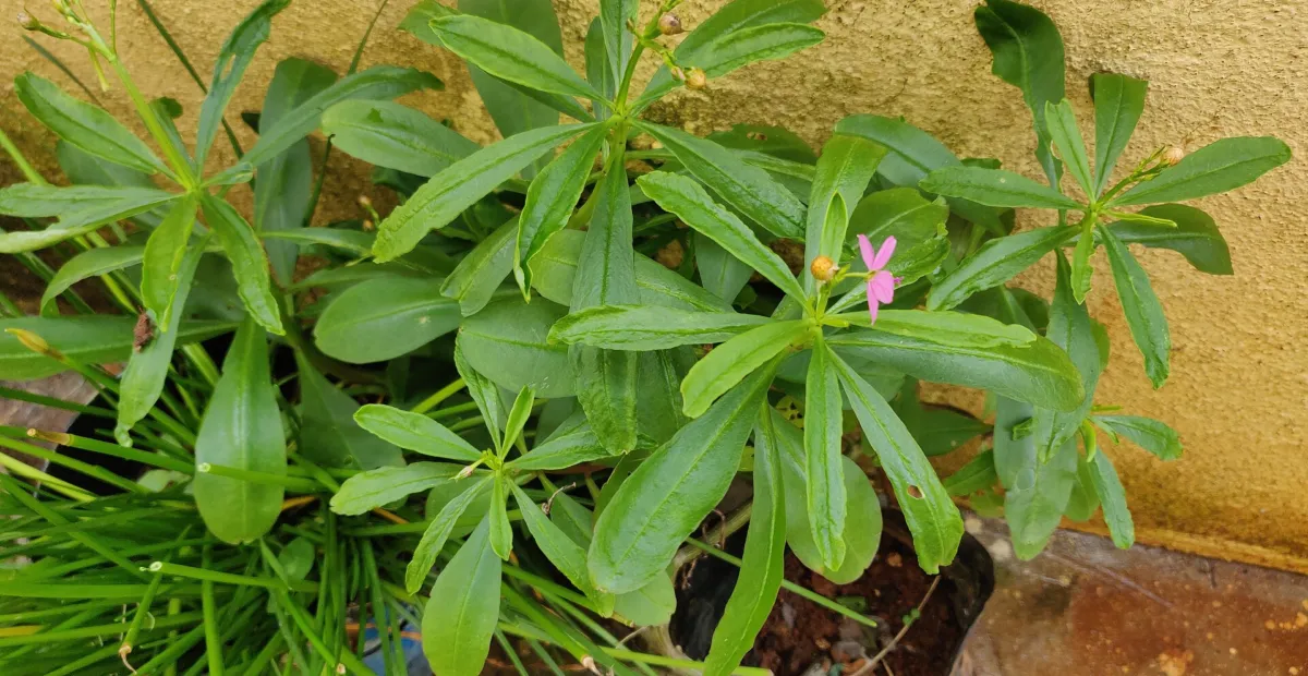 Talinum fruticosum – plant photo
