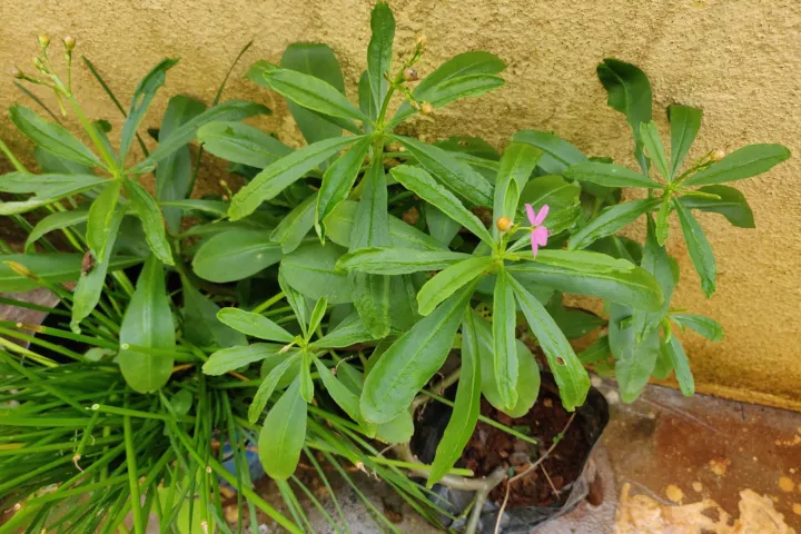 Talinum fruticosum