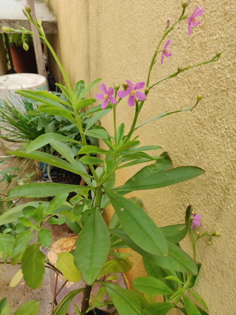 Talinum fruticosum care guide (Talinum fruticosum) – characteristic appearance, plant photo