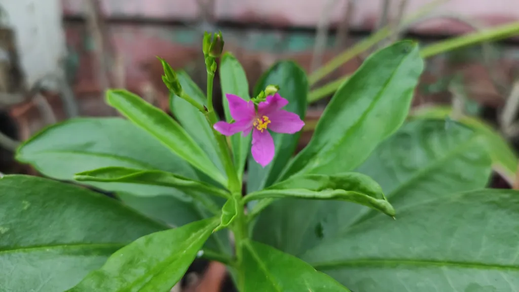 Talinum fruticosum care guide (Talinum fruticosum) – flowers in close-up, plant photo