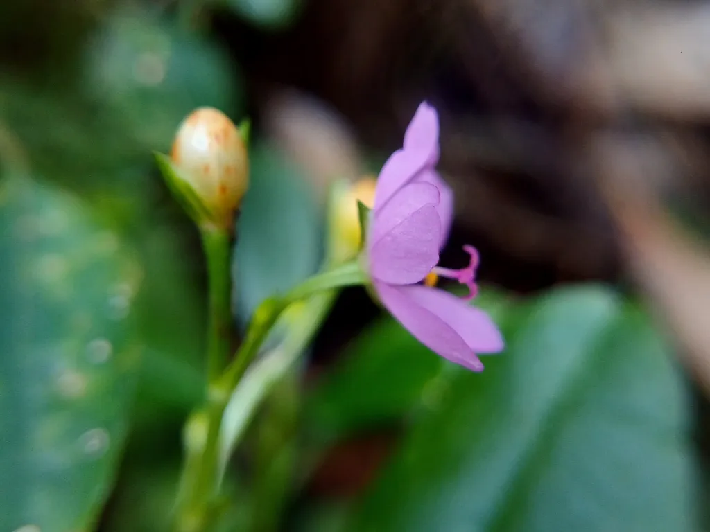Talinum fruticosum care guide (Talinum fruticosum) – in a garden setting, plant photo