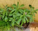 Talinum fruticosum – pestovanie a starostlivosť