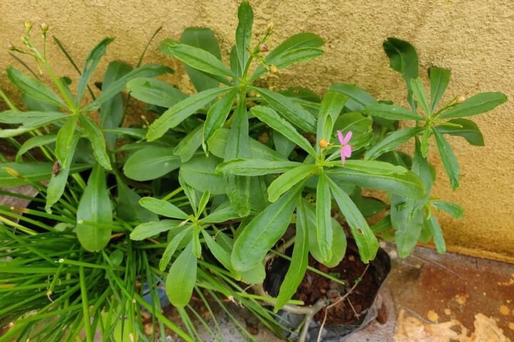 Talinum fruticosum