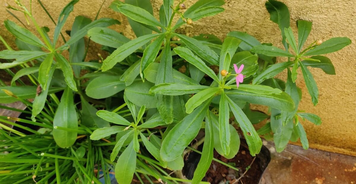 Talinum fruticosum – Pflanzenfoto
