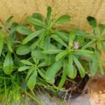 Talinum fruticosum – (Talinum fruticosum) – Pflanzenfoto