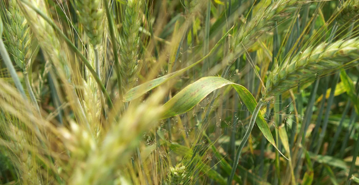Tan Spot of Wheat