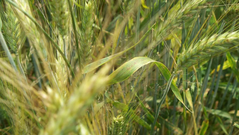 Tan Spot of Wheat – diagnostic photo