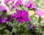 Tarička ‘Cascade’ (Aubrieta ‘Cascade’)