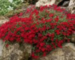 Tarička ‘Crimson’ (Aubrieta ‘Crimson’)