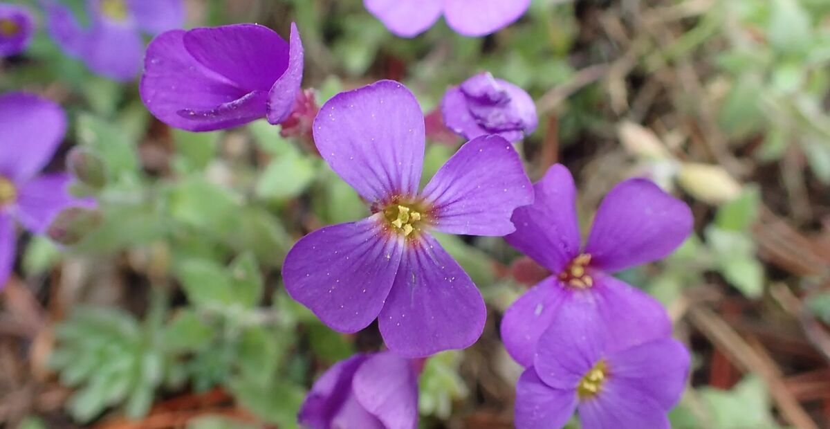tarička rovnobežníkovitá (Aubrieta deltoidea) – fotografia rastliny