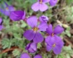 Tarička rovnobežníkovitá (Aubrieta deltoidea) – pestovanie a starostlivosť