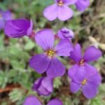tarička rovnobežníkovitá (Aubrieta deltoidea) – fotografia rastliny