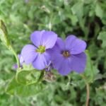 Tarička ‘Royal Blue’ (Aubrieta 'Royal Blue') – fotografia rastliny