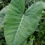 Taro (Colocasia esculenta) – Pflanzenfoto